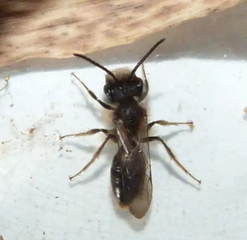 Andrena praecox - Andrena praecox