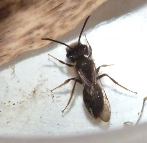 Andrena praecox - photo 2