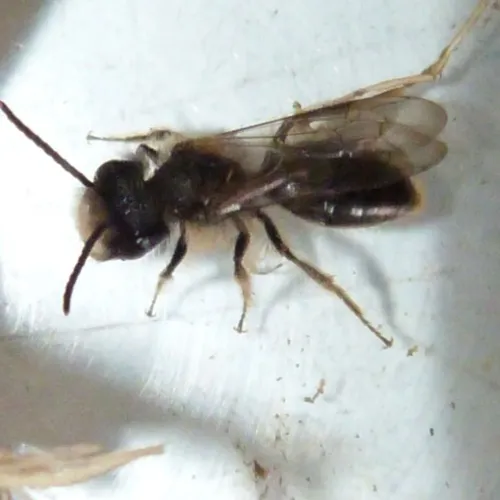 Andrena praecox - photo 3