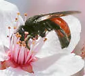 Andrena prima - Andrena prima