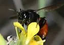 Andrena prima - photo 2