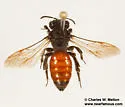 Andrena prima - photo 3