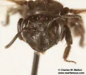 Andrena prima - photo 4