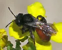 Andrena prima - photo 5