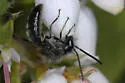 Andrena principalis - photo 2