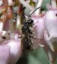 Andrena principalis - photo 4