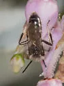 Andrena principalis - photo 5