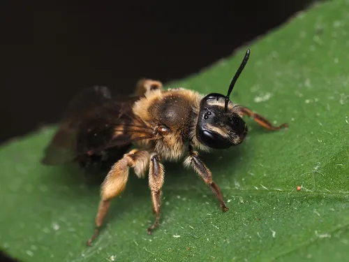Andrena pruni - Andrena pruni