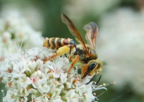 Andrena prunorum - photo 2