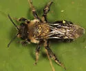 Andrena regularis - Andrena regularis
