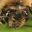 Andrena regularis - photo 2