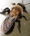 Andrena regularis - photo 3