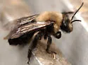 Andrena regularis - photo 4