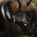 Andrena regularis - photo 5