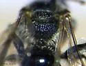 Andrena rehni - photo 2