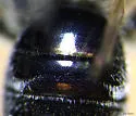 Andrena rehni - photo 3