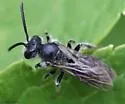 Andrena robertsonii - photo 2