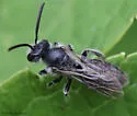 Andrena robertsonii - photo 3
