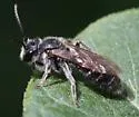 Andrena robertsonii - photo 4