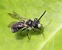 Andrena robertsonii - photo 5