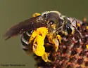 Andrena rudbeckiae - photo 2