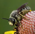 Andrena rudbeckiae - photo 3