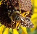 Andrena rudbeckiae - photo 4