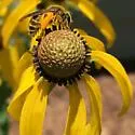 Andrena rudbeckiae - photo 5