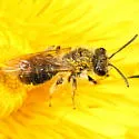 Andrena rufosignata - photo 2