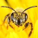Andrena rufosignata - photo 3
