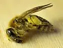 Andrena rugosa - photo 2