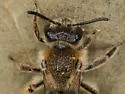 Andrena rugosa - photo 3