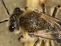 Andrena rugosa - photo 4