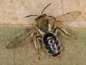 Andrena rugosa - photo 5