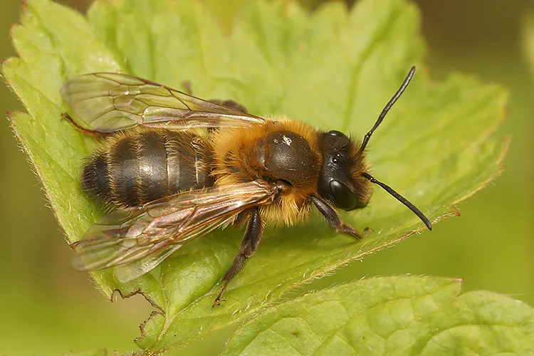 Andrena scotica - photo 2