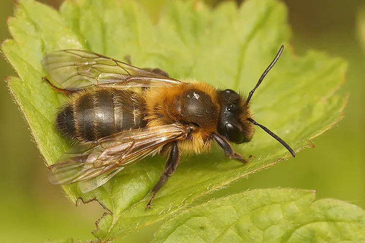 Andrena scotica - photo 3