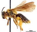 Andrena scotoptera - photo 2