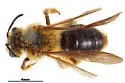 Andrena scotoptera - photo 3