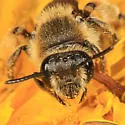 Andrena sigmundi - photo 2