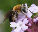 Andrena sola - Andrena sola