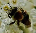 Andrena sola - photo 2