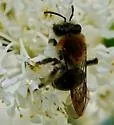 Andrena sola - photo 3