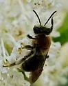 Andrena sola - photo 4
