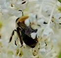 Andrena sola - photo 5