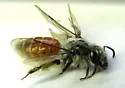 Andrena sphaeralceae - photo 2