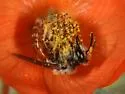 Andrena sphaeralceae - photo 3