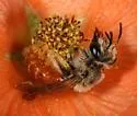 Andrena sphaeralceae - photo 4