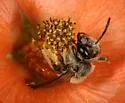 Andrena sphaeralceae - photo 5