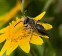 Andrena submoesta - photo 2