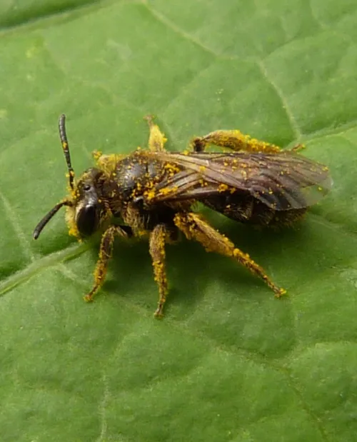 Andrena subopaca - photo 2